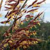 Sorghastrum Nutans